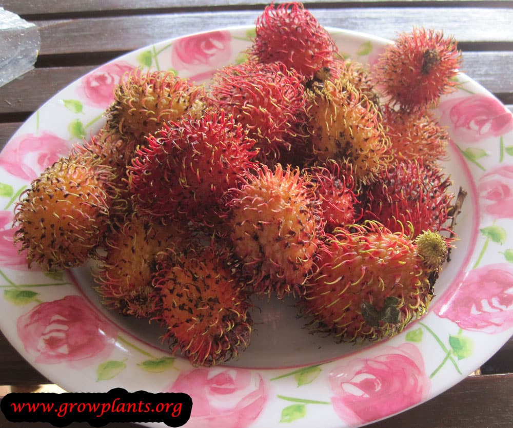 Rambutan tree How to grow & care
