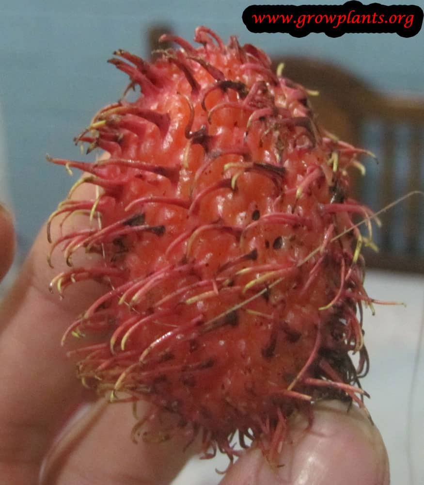 Rambutan tree How to grow & care