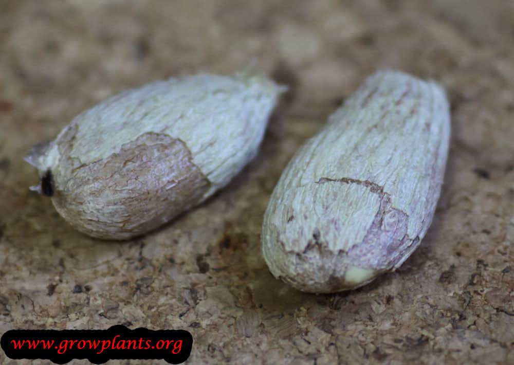 Rambutan tree How to grow & care