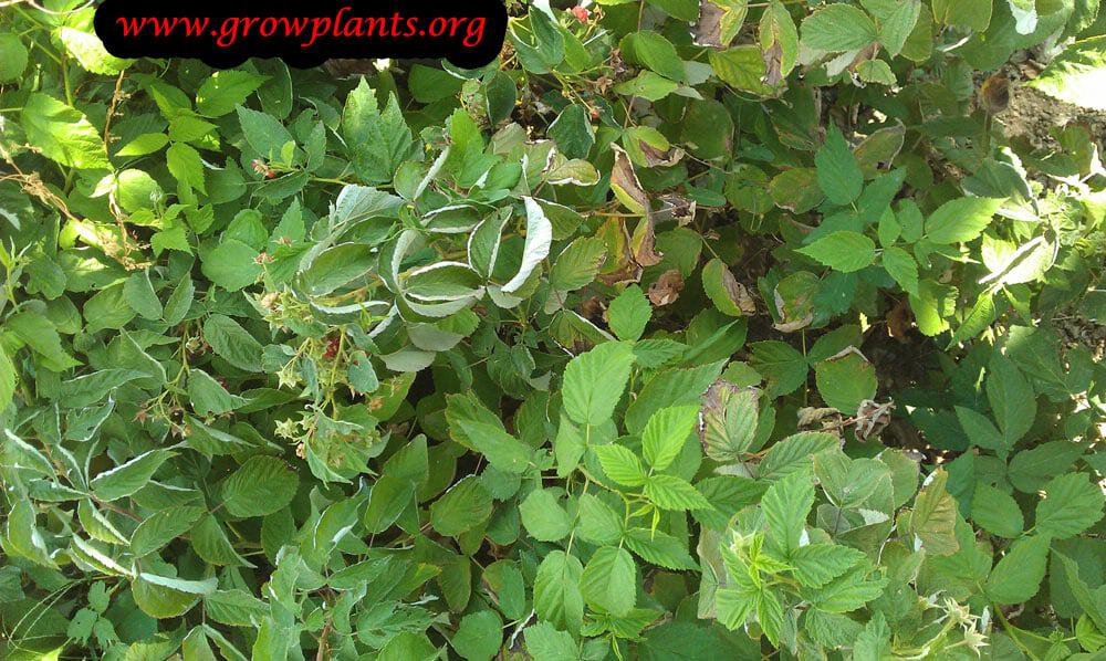 Growing Raspberry plant