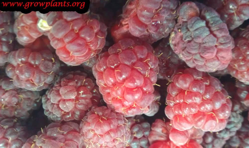 Raspberry harvest
