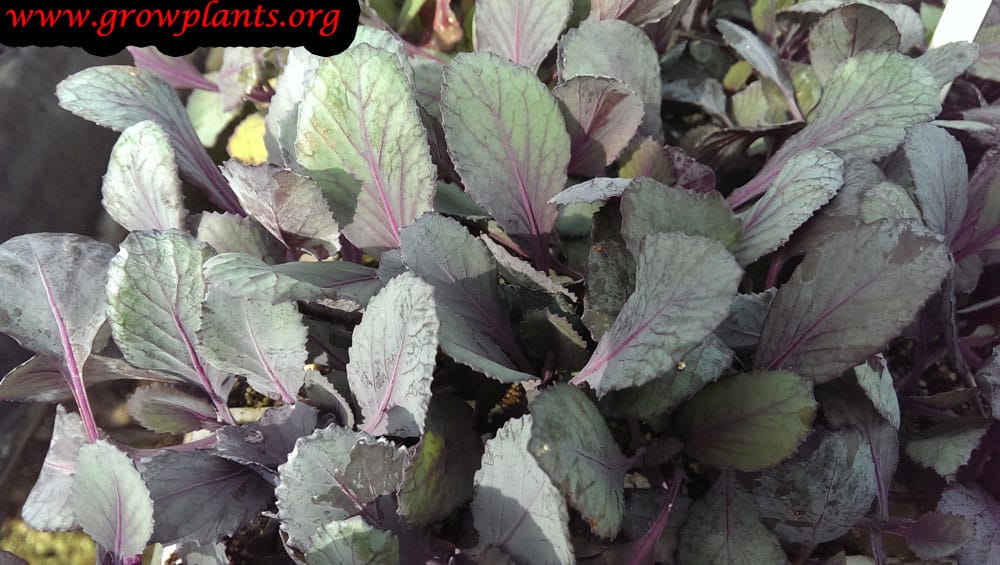 Red cabbage from seeds