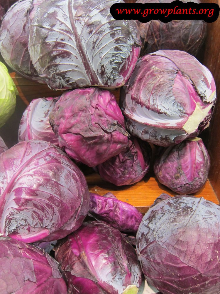 Harvest Red cabbage plant