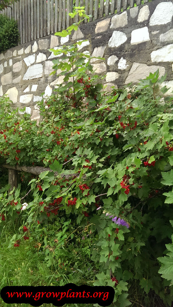 Red currant plant How to grow plants