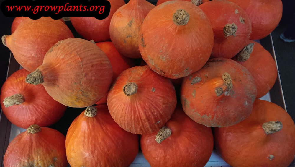 Red kuri squash How to grow plants