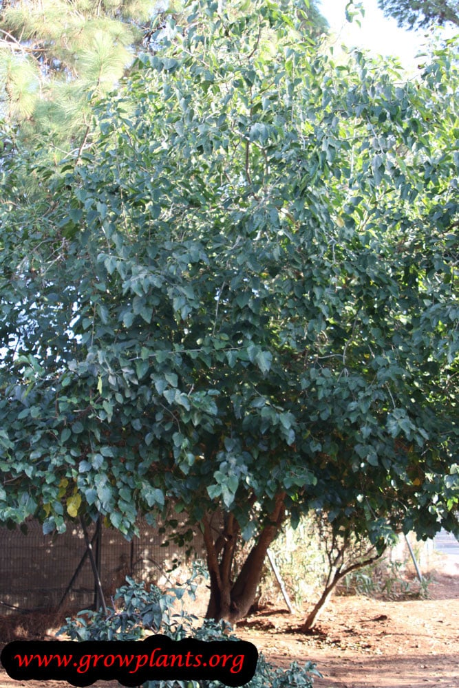 Red Mulberry