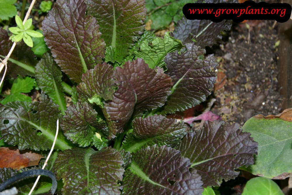 Red mustard