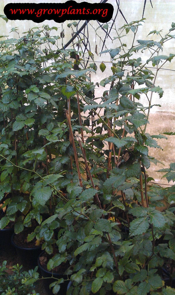 Red raspberry plant how to grow plants
