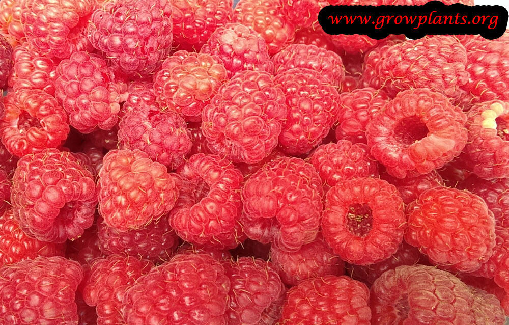 Red raspberry plant grow and care