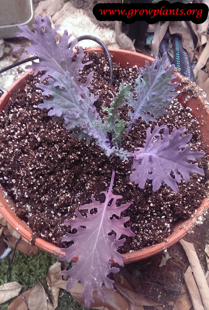 Redbor Kale