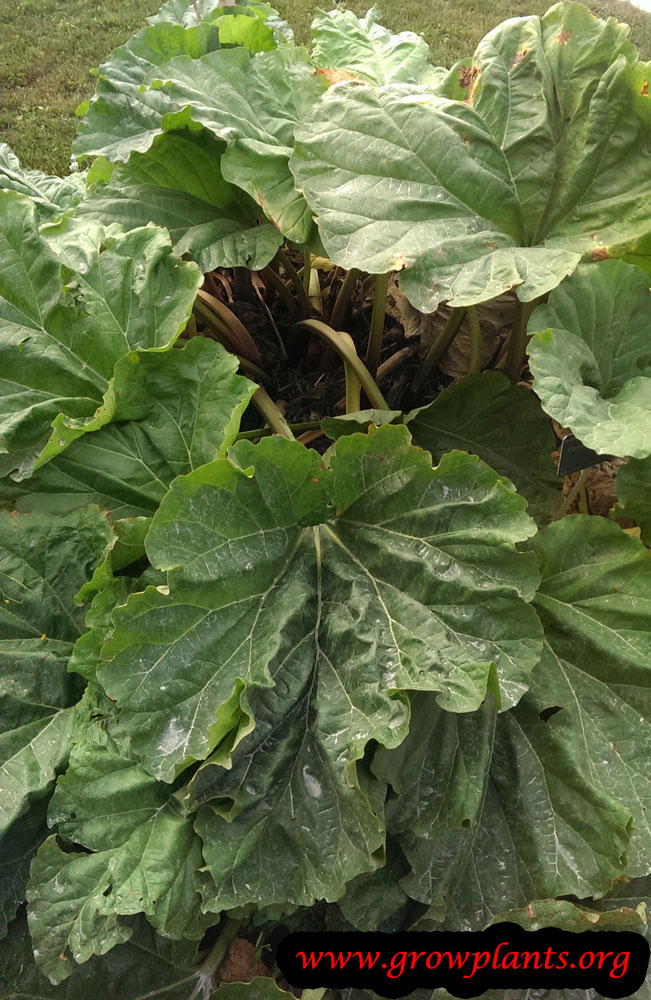 Rhubarb plant