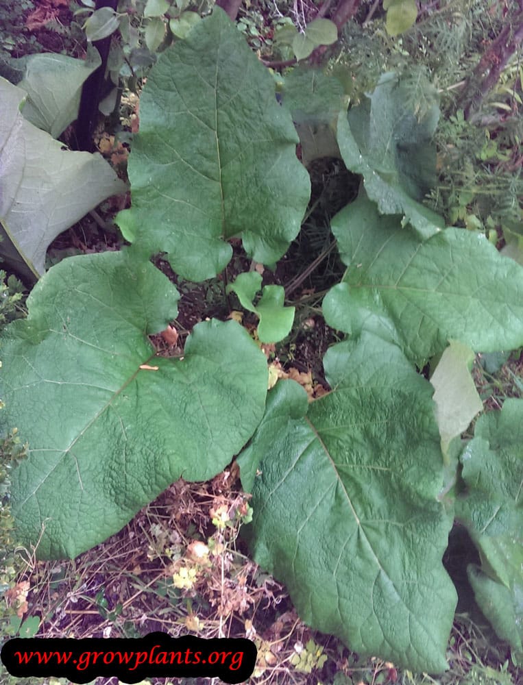 Rhubarb plant care