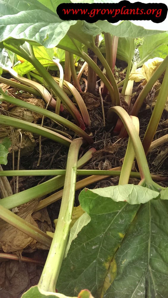 Rhubarb plant harvest