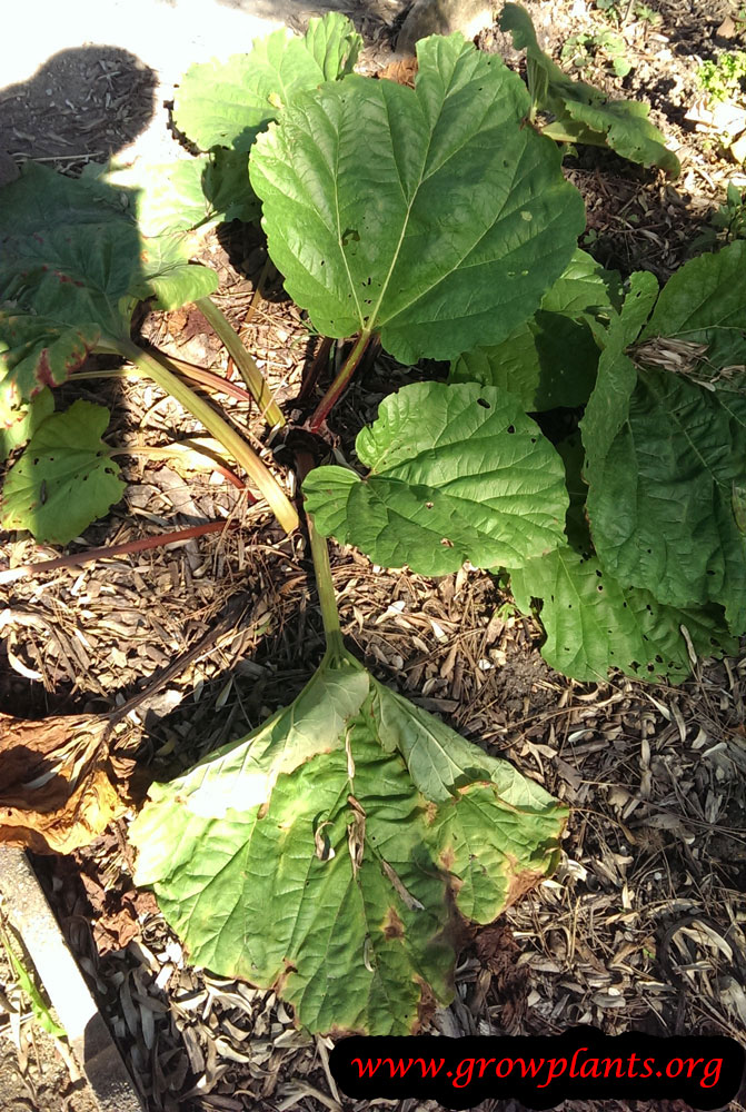 Growing Rhubarb plant