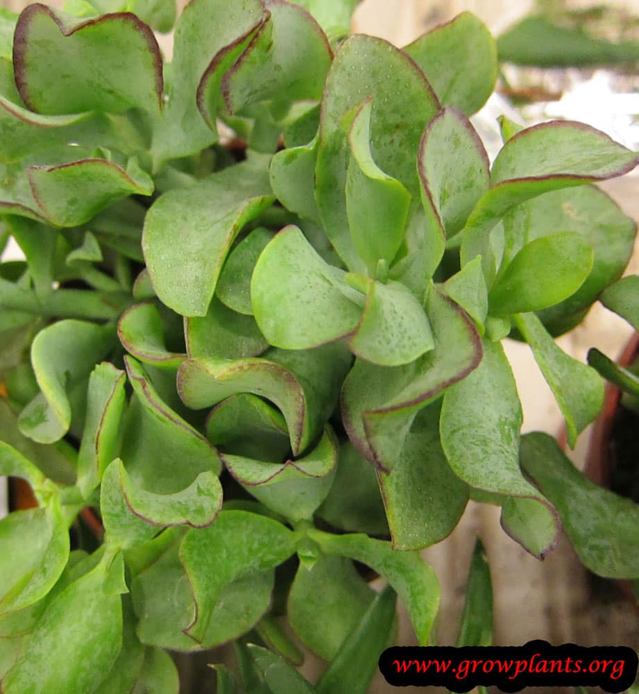 Ripple Jade How to grow plants