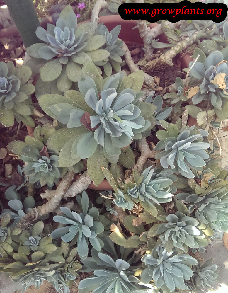 Rock purslane