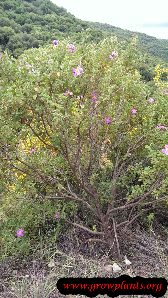 Rock rose