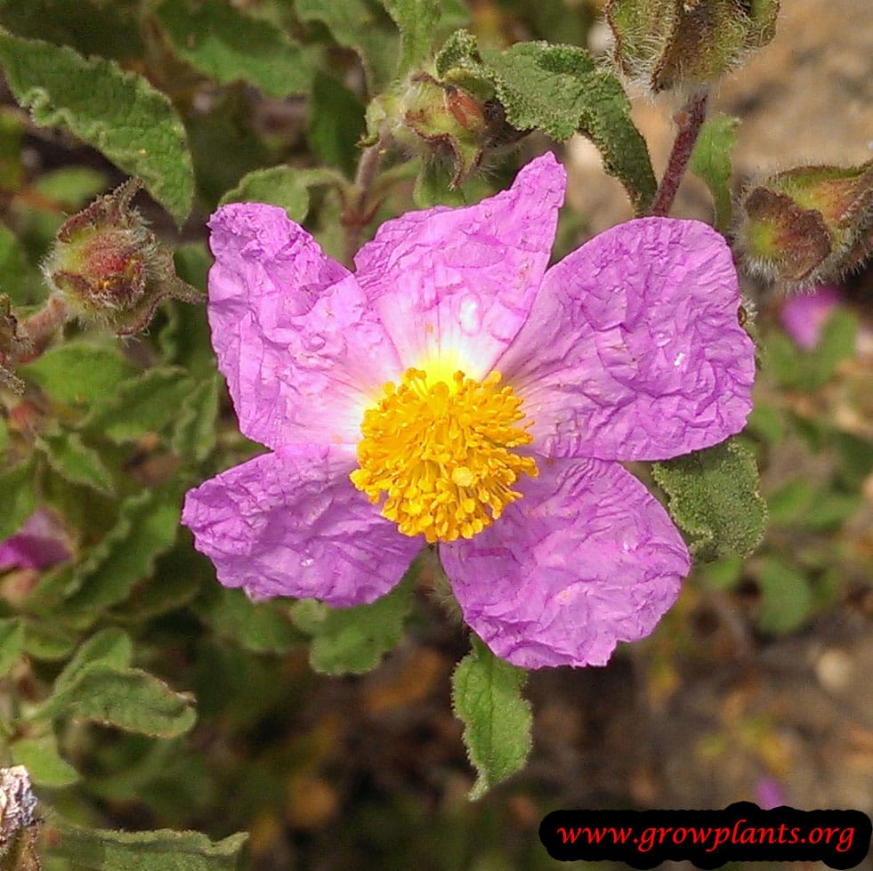 Rock rose plant