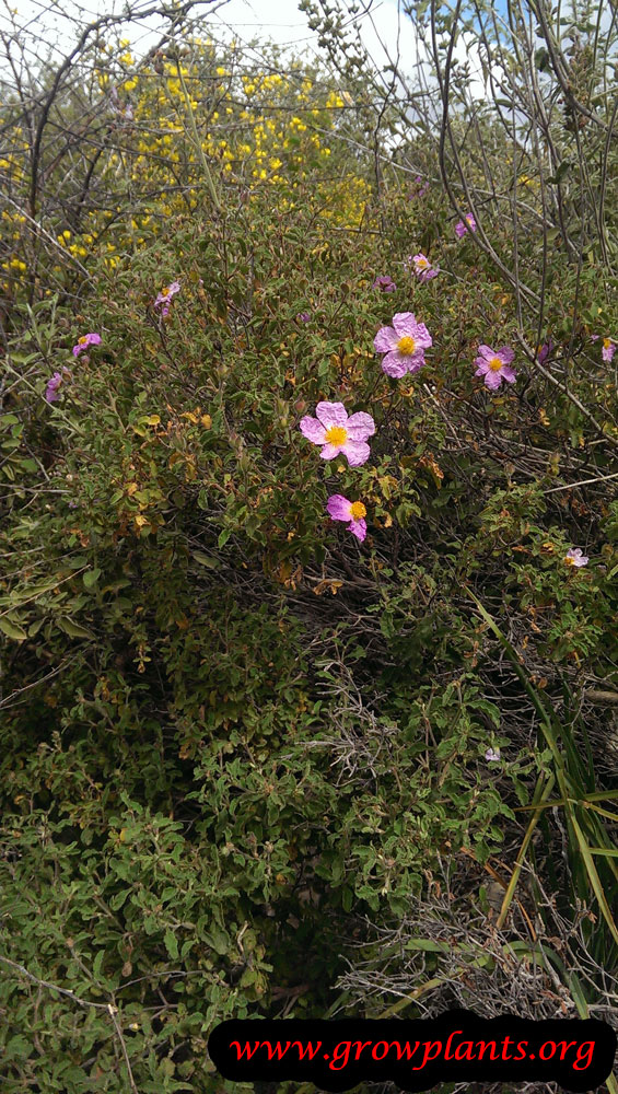 Rock rose plant care