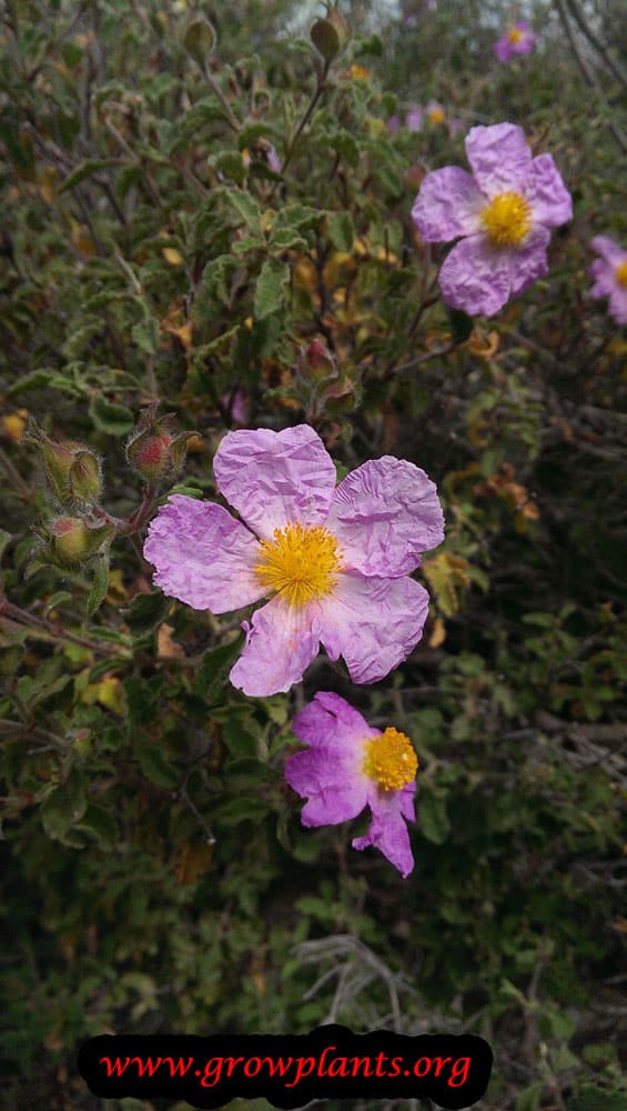 Rock rose plant flower