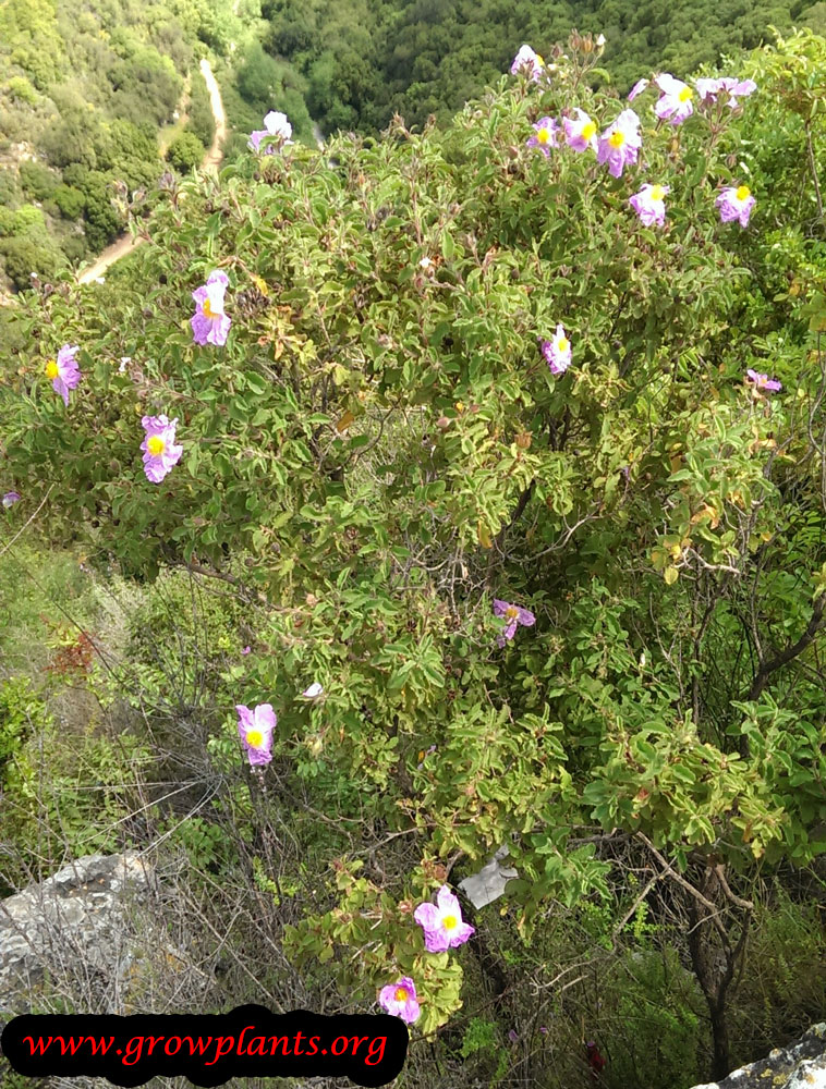 Growing Rock rose plant