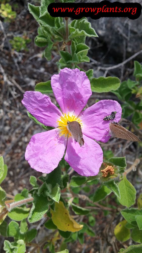 Rock rose plant purple flower