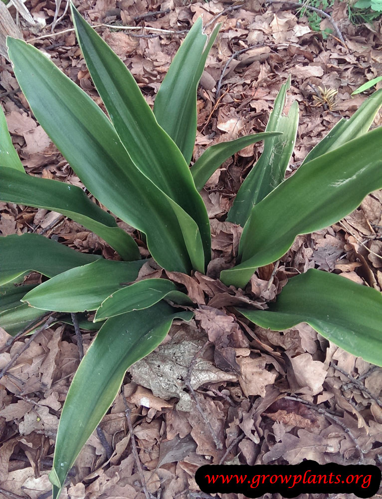 Rohdea japonica How to grow & care