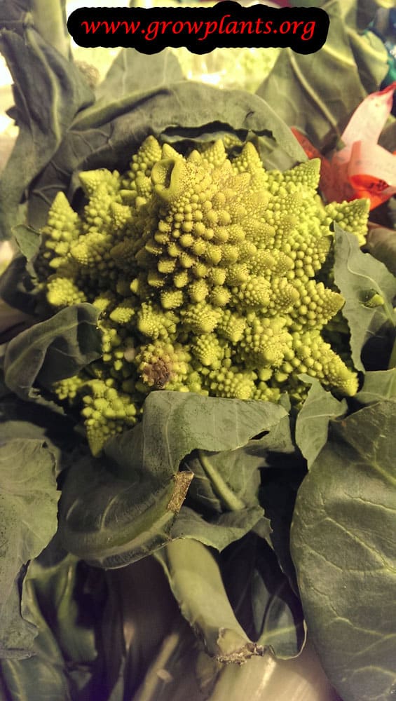 Romanesco plant