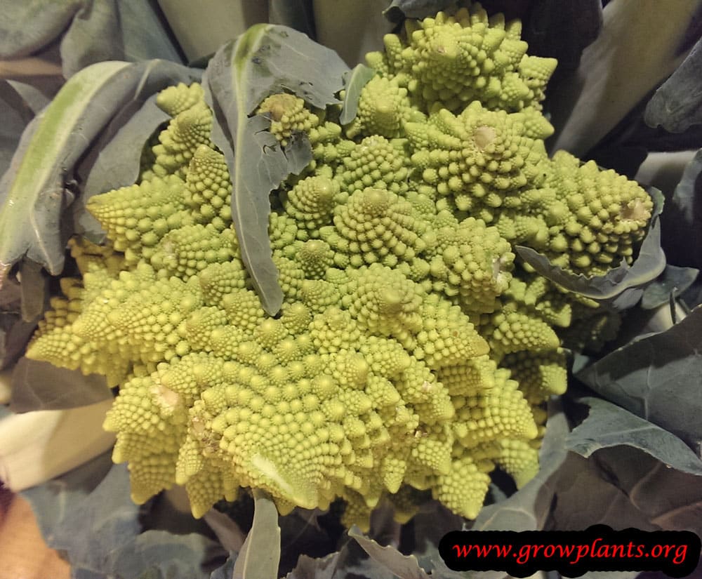 Growing Romanesco plant