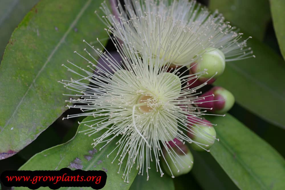 Rose apple tree How to grow & care
