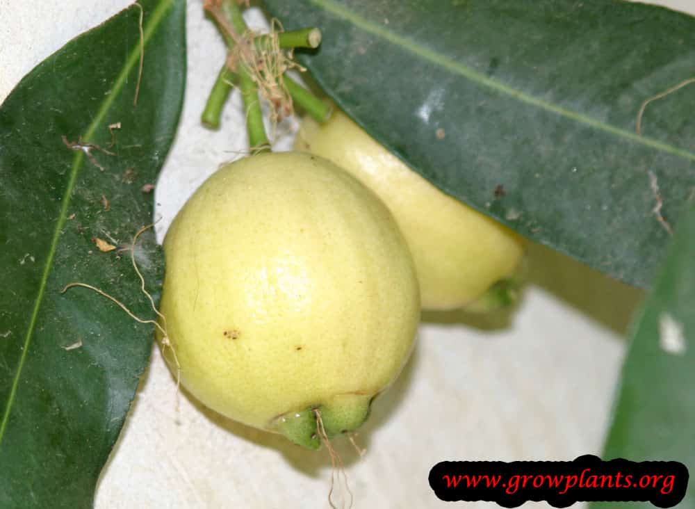 Rose apple tree How to grow & care