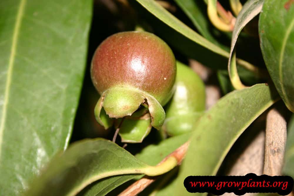 Rose apple tree How to grow & care