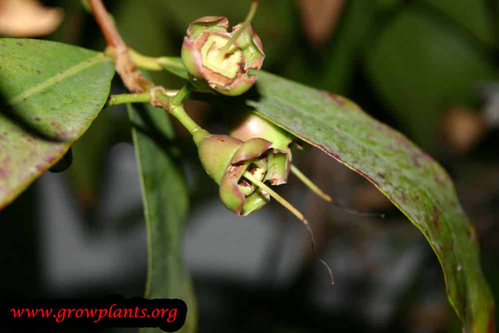 Rose apple tree How to grow & care