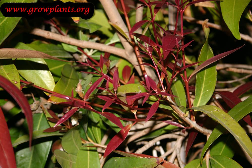 Rose apple tree How to grow & care