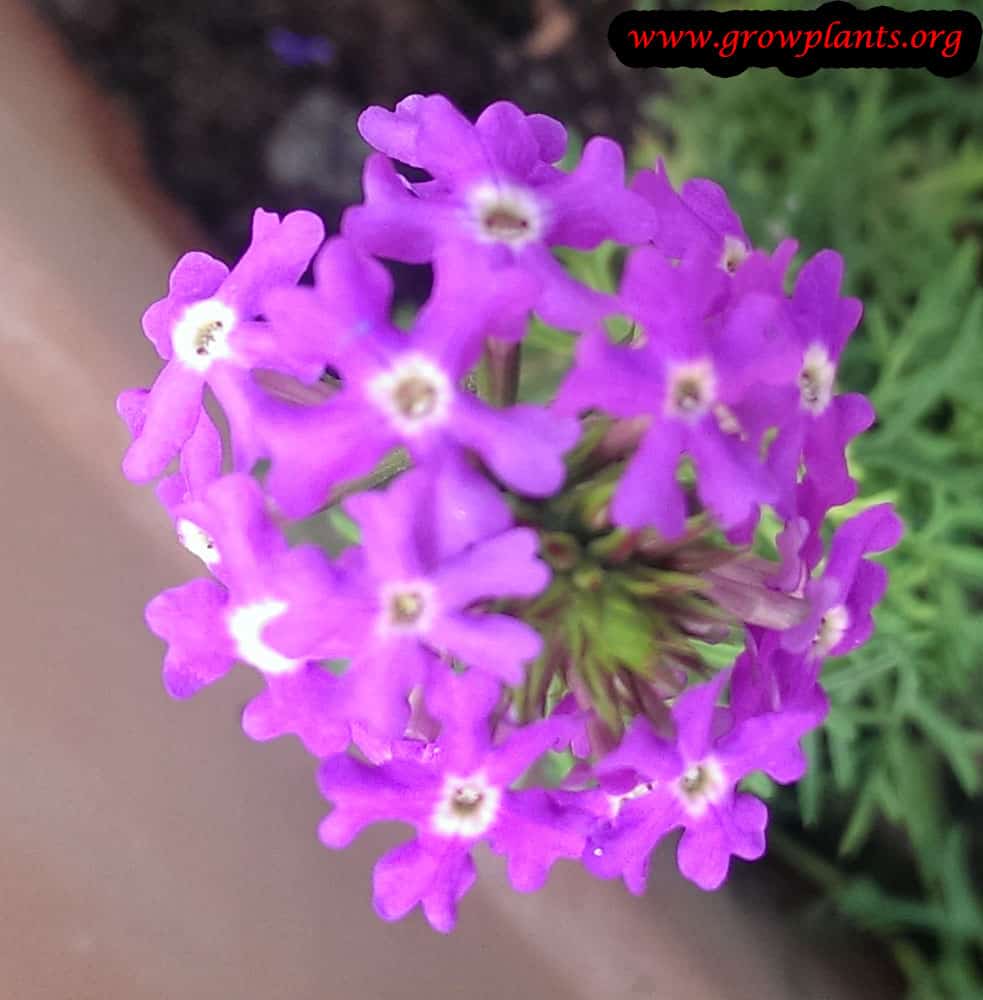 Rose verbena