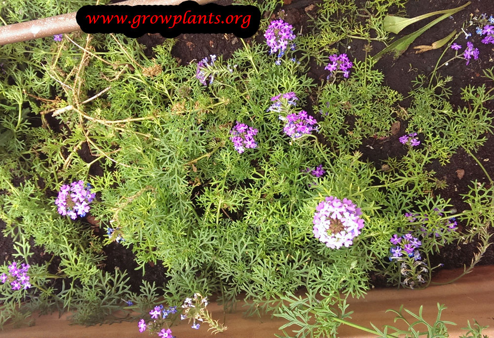 Rose verbena plant