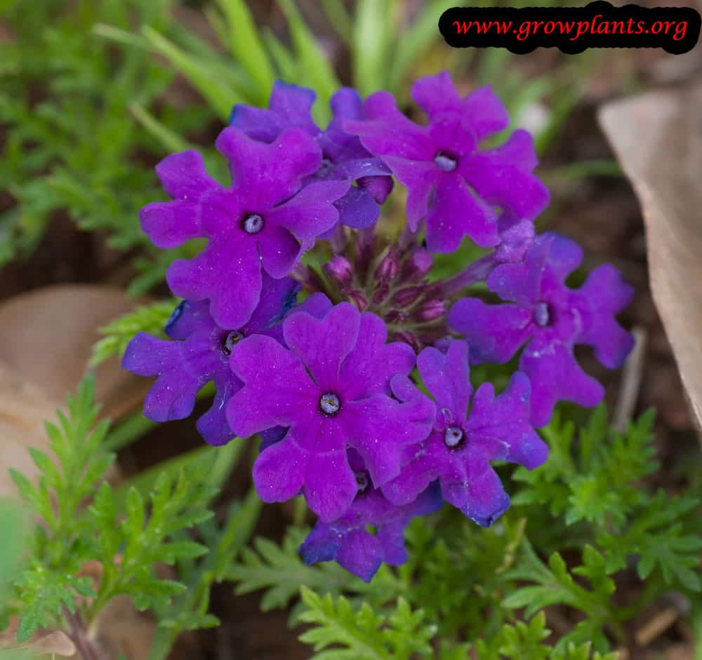 Growing Rose verbena plant