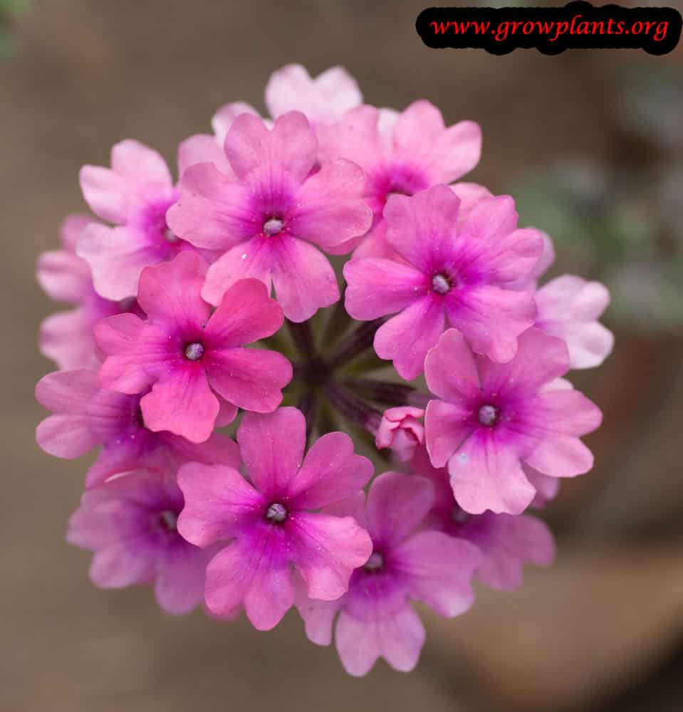 Rose verbena flower