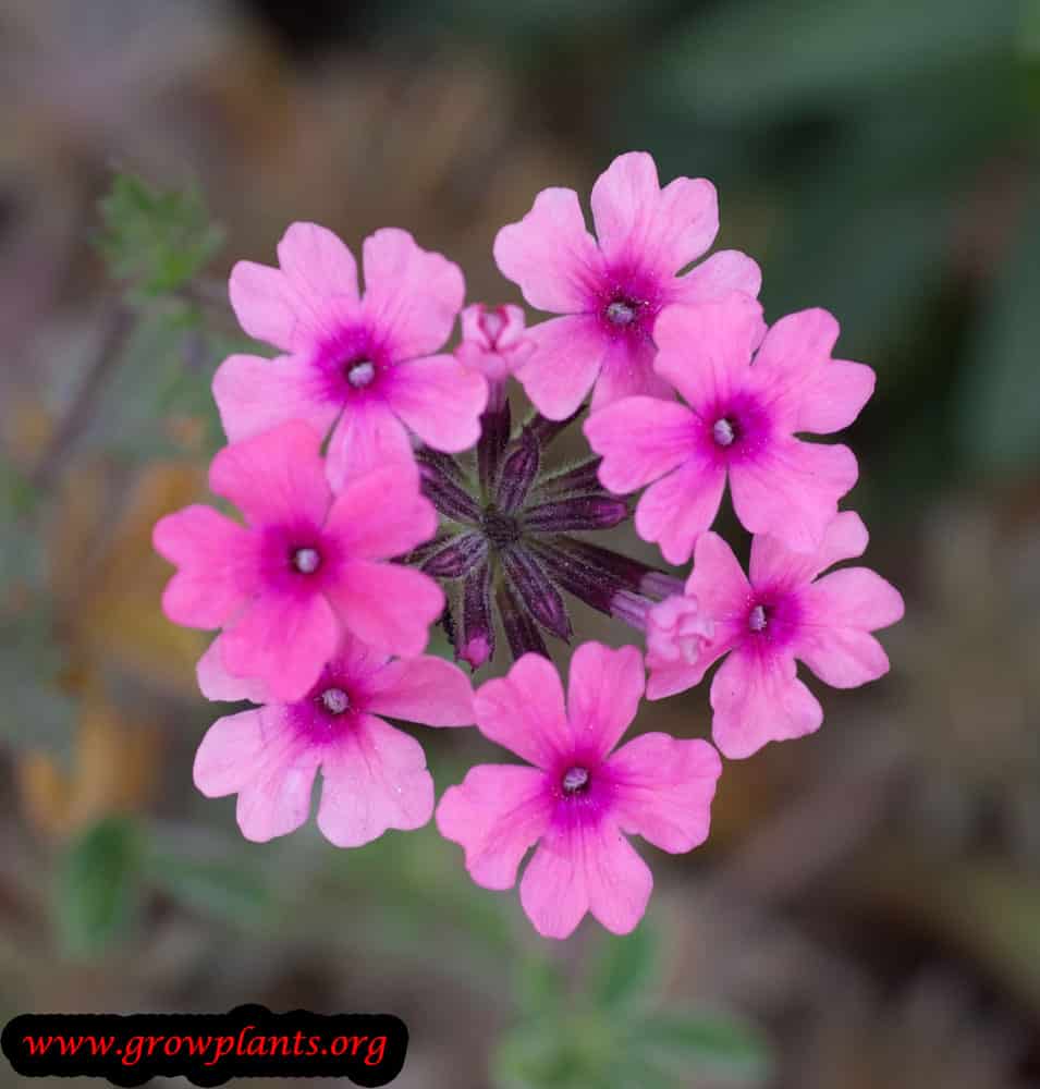 Rose verbena care