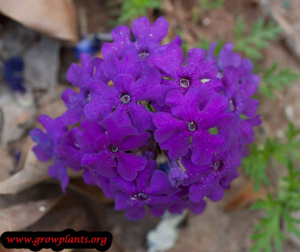 Rose verbena purple