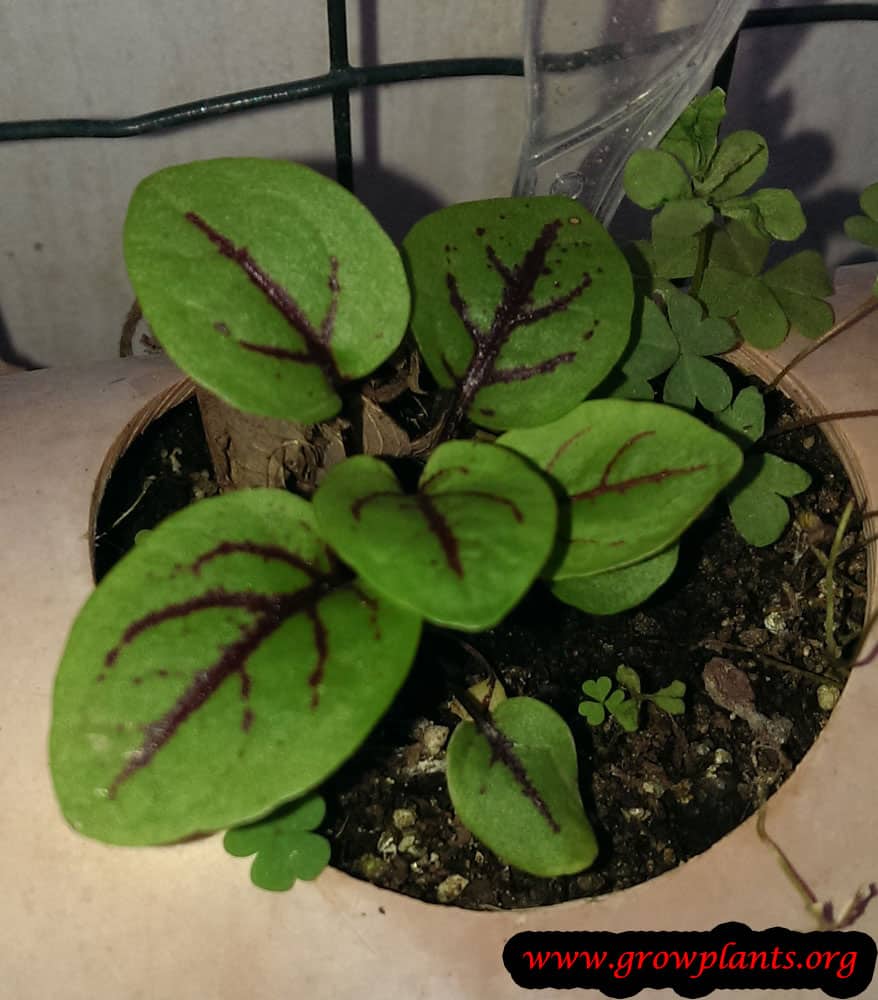Rumex sanguineus care
