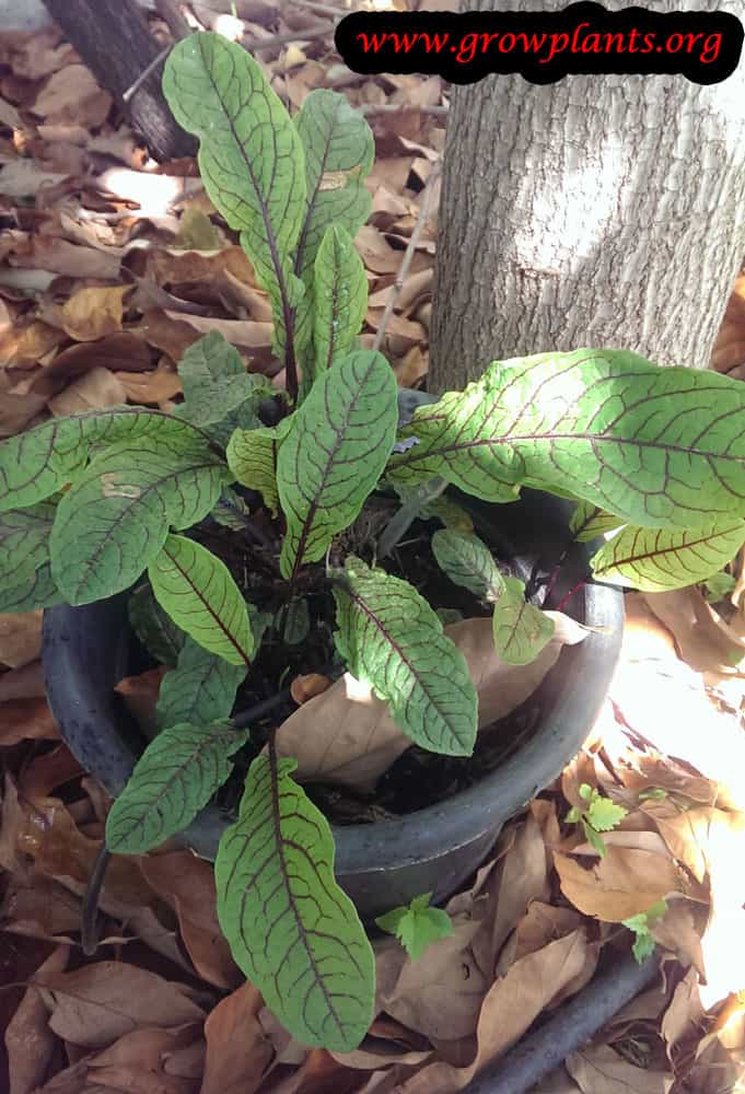 Growing Rumex sanguineus