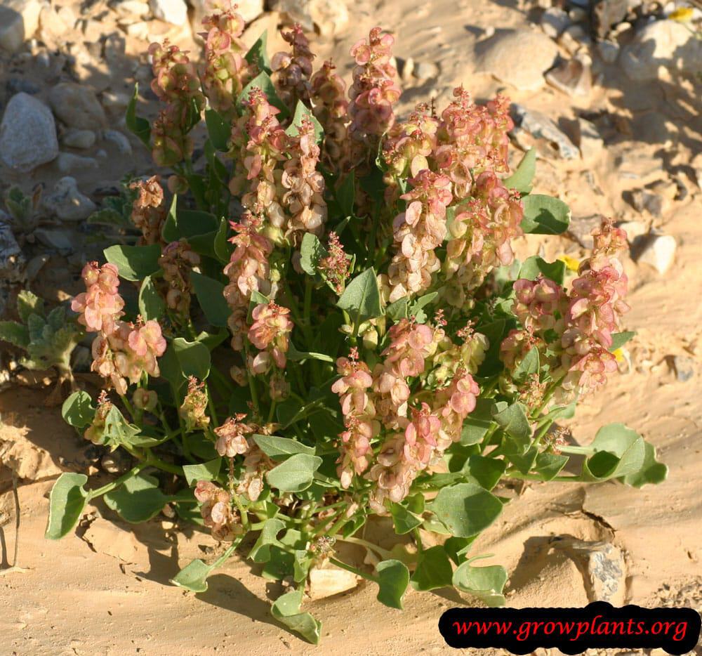 Rumex vesicarius