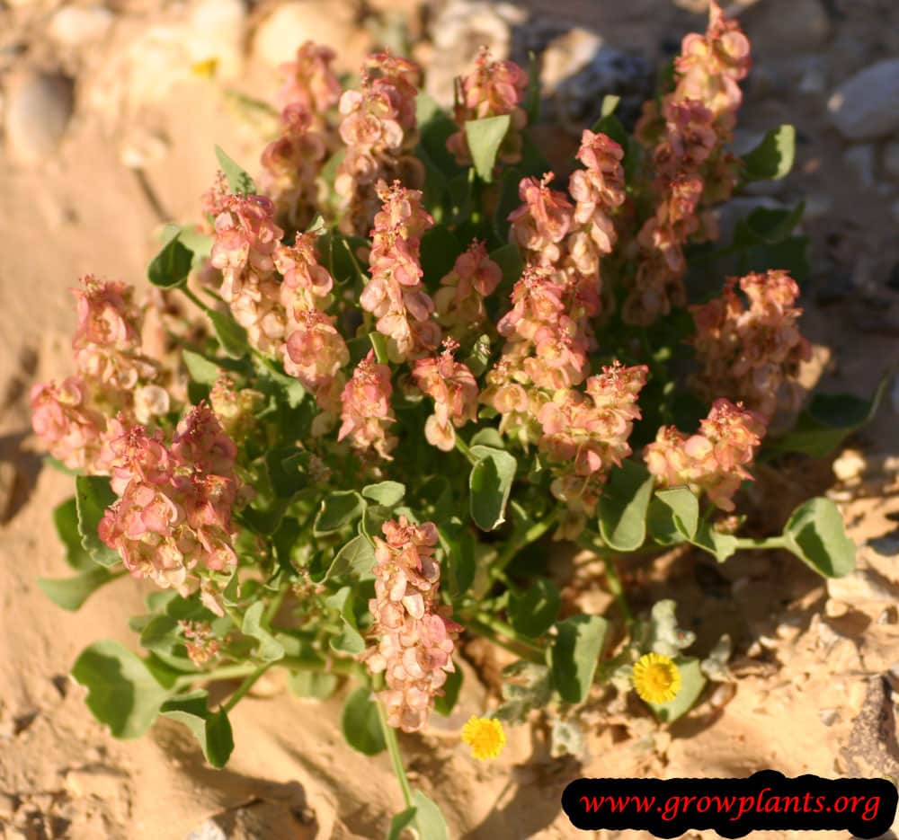 Growing Rumex vesicarius