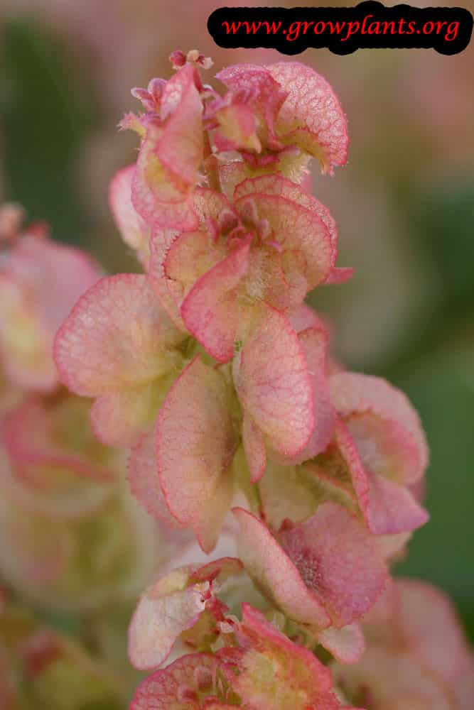 Rumex vesicarius flower