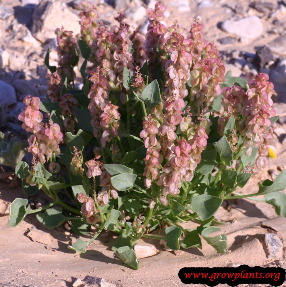 Rumex vesicarius plant