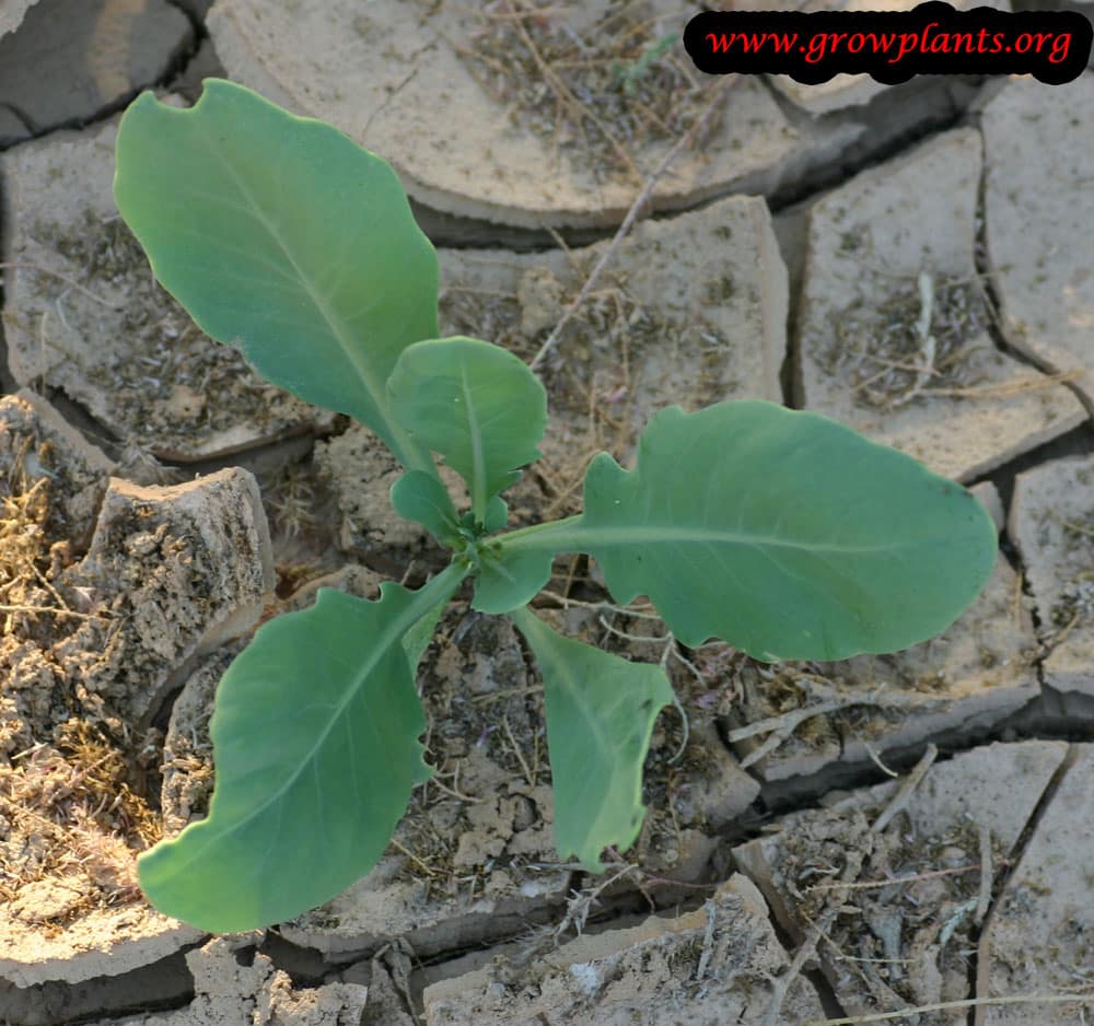 Rumex vesicarius plant care