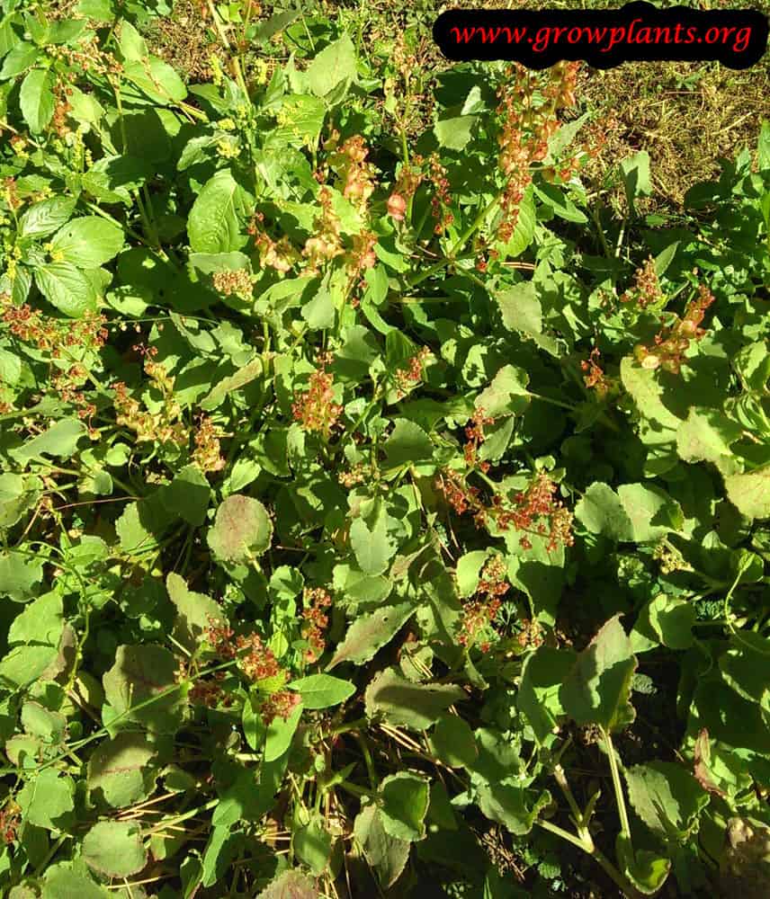 Rumex vesicarius harvest