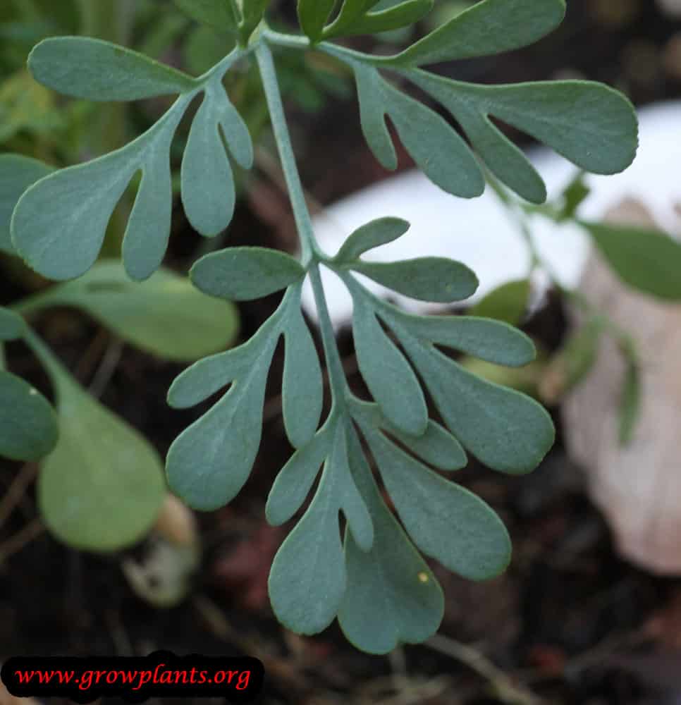 Growing Ruta chalepensis