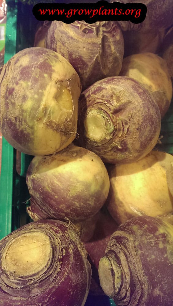 Rutabaga